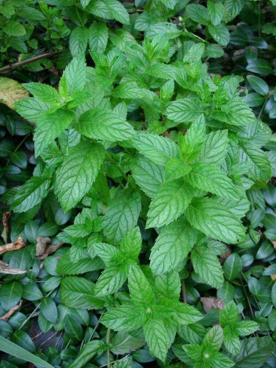 Jammas5 Spearmint- Mentha Spicata- 200 Seeds