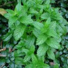 Jammas5 Spearmint- Mentha Spicata- 200 Seeds