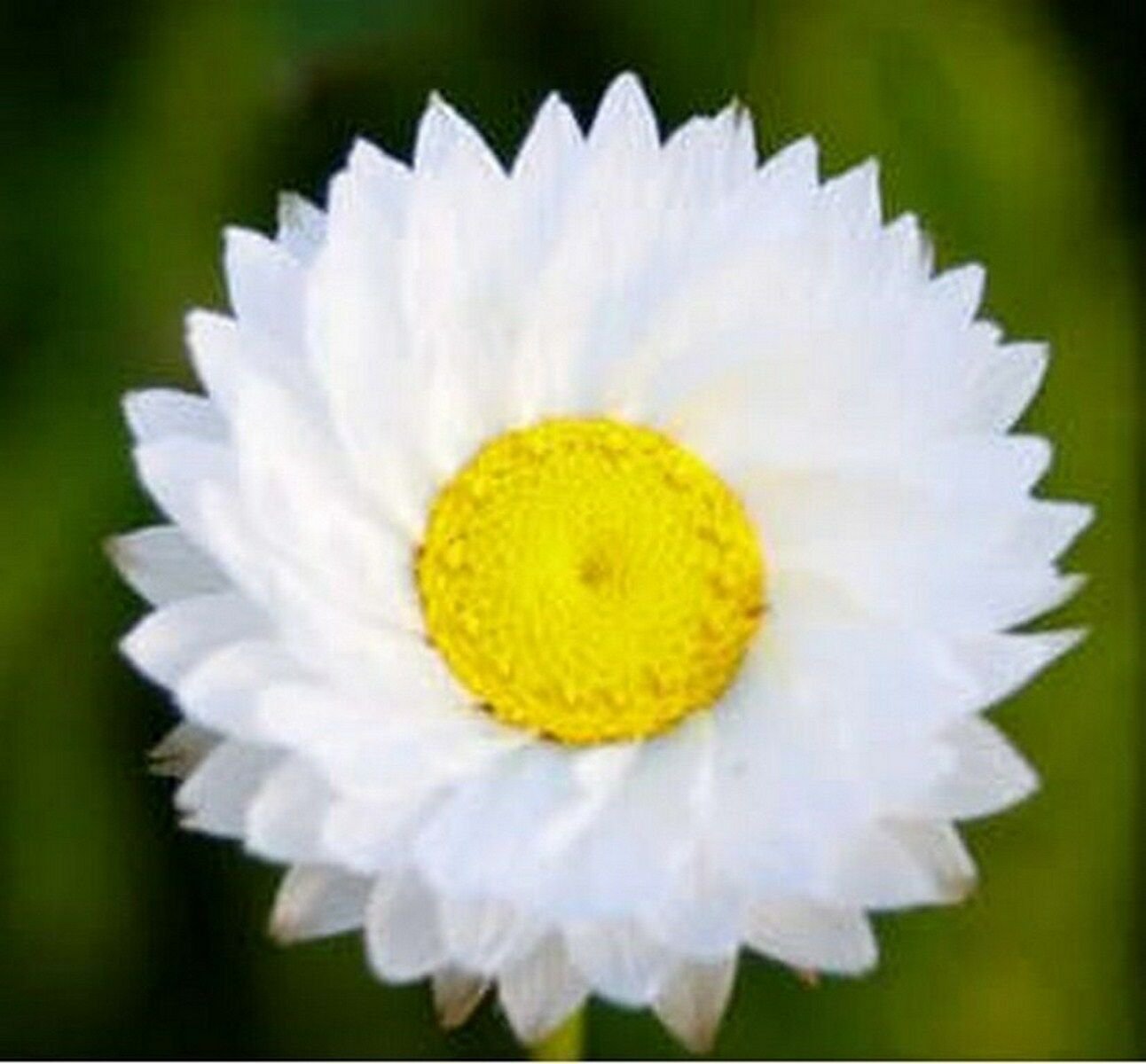 Jammas5 Winged Everlasting- Ammobium Alatum Grandiflorum - 100 Seeds