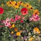Jammas5 Wildflower Mix-1 tsp. of seeds- Approx. 800-1000 seeds
