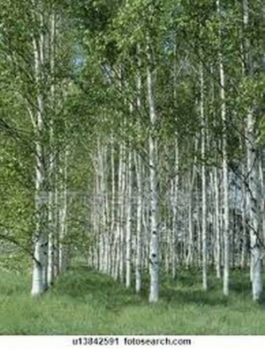 Jammas5 White Japanese Birch Tree- 25 seeds