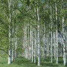 Jammas5 White Japanese Birch Tree- 25 seeds