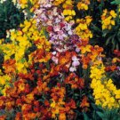 Jammas5 Wallflower- English Mix- 100 Seeds -