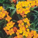Jammas5 Wallflower- Siberian- 250 Seeds -