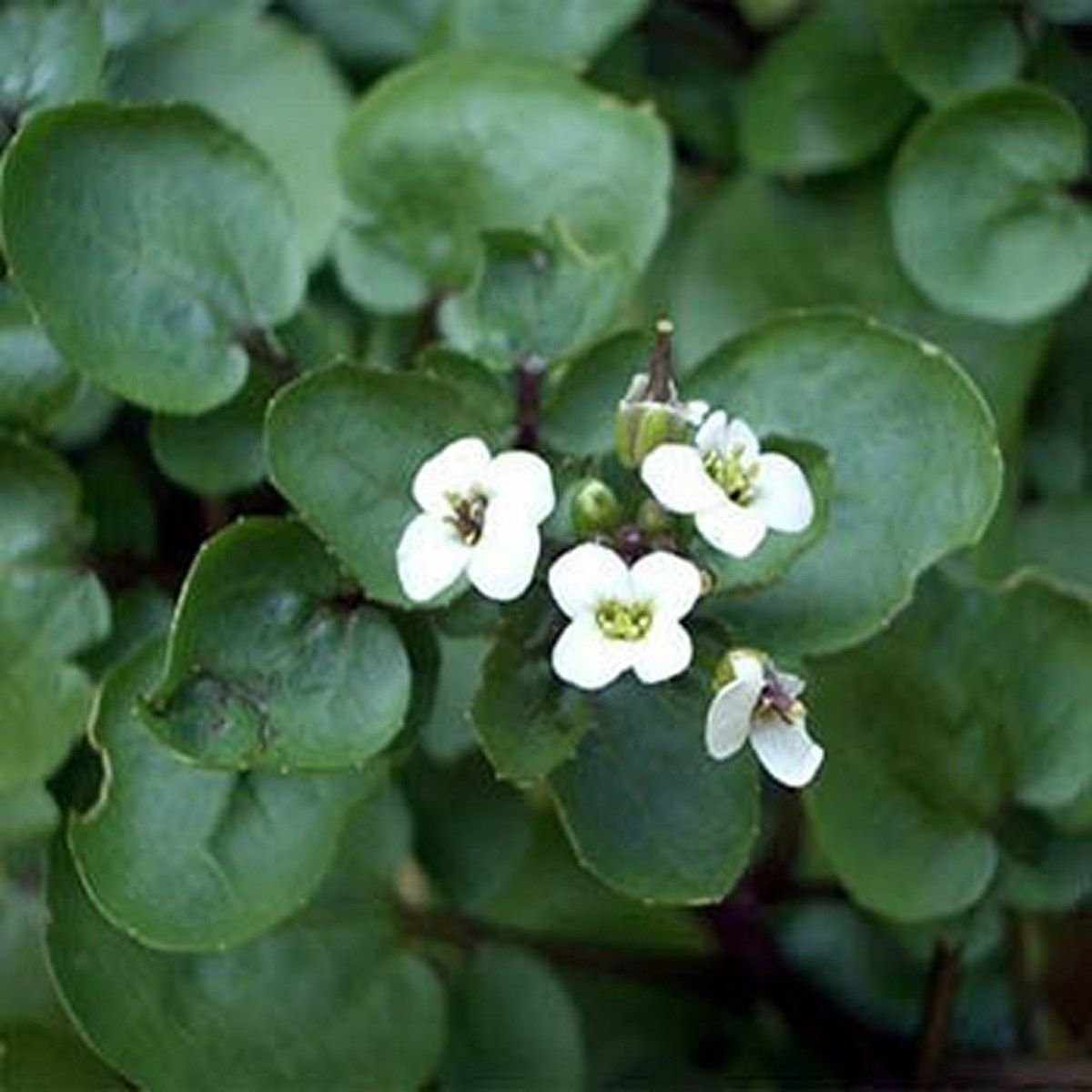 Jammas5 Watercress- 100 Seeds