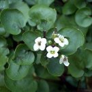 Jammas5 Watercress- 100 Seeds