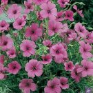 Jammas5 Viscaria - Rose Angel- 100 Seeds