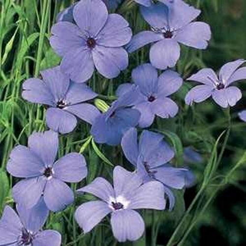 Jammas5 Viscaria - Blue Angel- 100 Seeds