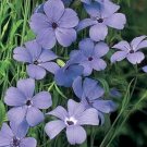 Jammas5 Viscaria - Blue Angel- 100 Seeds