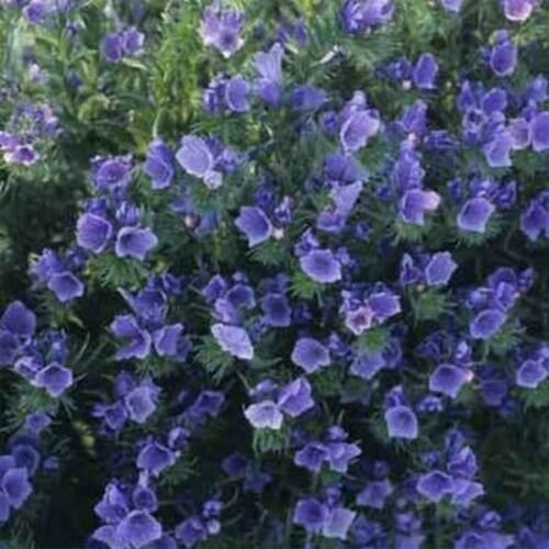 Jammas5 Viper's Bugloss - Echium Plantagineum Blue Bedder- 50 seeds