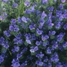 Jammas5 Viper's Bugloss - Echium Plantagineum Blue Bedder- 50 seeds