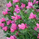 Jammas5 Viper's Bugloss - Echium Plantagineum Rose Bedder- 50 seeds
