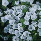 Jammas5 Viper's Bugloss - Echium Plantagineum White Bedder- 50 seeds