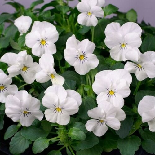 Jammas5 Viola- Cornuta- White Perfection- 50 Seeds