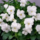 Jammas5 Viola- Cornuta- White Perfection- 50 Seeds