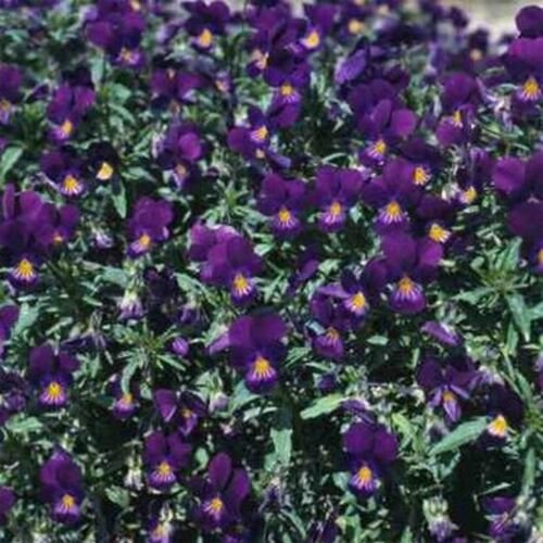 Jammas5 Viola- Cornuta- King Henry- 50 Seeds