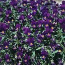 Jammas5 Viola- Cornuta- King Henry- 50 Seeds