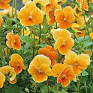 Jammas5 Viola- Cornuta- Chantreyland- 50 Seeds