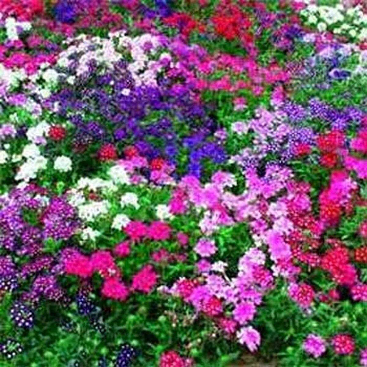 Jammas5 Verbena- Nana Compacta- Mixed- 50 Seeds