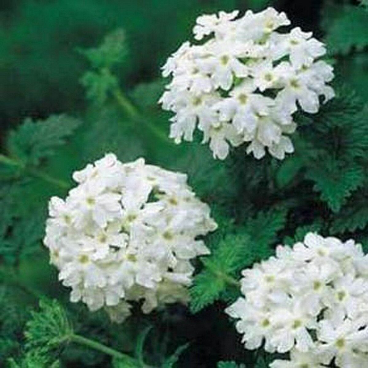 Jammas5 Verbena- Nana Compacta- White- 50 Seeds