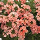 Jammas5 Verbena- Nana Compacta- Apricot- 50 Seeds
