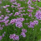 Jammas5 Verbena- Purple Top- Bonariensis- 100 Seeds