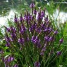 Jammas5 Verbena- Blue Vervain- Hastata- 100 Seeds