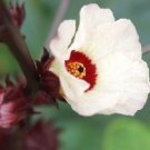 Jammas5 50 ROSELLE HIBISCUS Sabdariffa Rosella Fruit Flower Seeds + Gift & Comb S/H