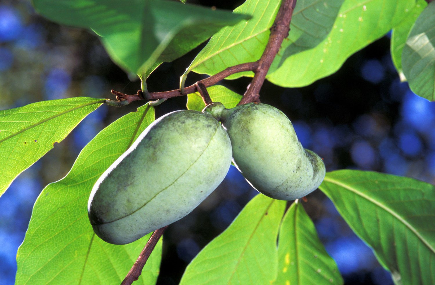 Jammas5 5 PAW PAW FRUIT TREE Indian Banana Asimina Triloba Flower Seeds *Comb S/H + Gift