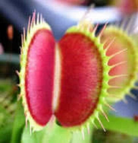 Jammas5 10 VENUS FLY TRAP Dionaea Muscipula CARNIVOROUS Flower Seeds + Gift & Comb S/H