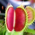 Jammas5 10 VENUS FLY TRAP Dionaea Muscipula CARNIVOROUS Flower Seeds + Gift & Comb S/H