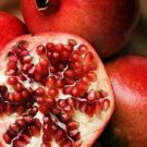 Jammas5 25 POMEGRANATE FRUIT TREE Punica Granatum Red Seeds *Comb S/H + Free Gift