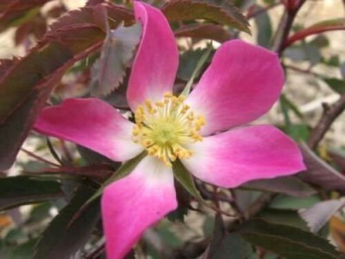Jammas5 10 RED LEAF ROSE Rosa Rubrifolia Pink & White Flower Seeds + Gift & Comb S/H