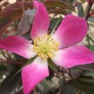 Jammas5 10 RED LEAF ROSE Rosa Rubrifolia Pink & White Flower Seeds + Gift & Comb S/H