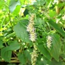 Jammas5 10 Java INDIAN PATCHOULI Pogostemon Heyneanus Herb Shrub Flower Fragrant Seeds