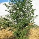 Jammas5 1000 SWEET WORMWOOD Artemisia Annua Sweet Annie Mugwort Sagewort Herb Seeds
