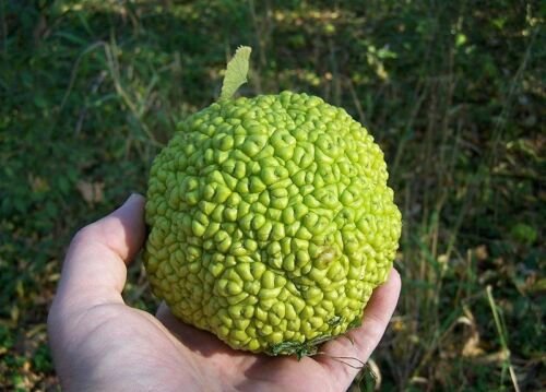 Jammas5 10 HEDGE APPLE Osage Orange Horse Apple Monkey Ball Maclura Pomifera Tree SEEDS