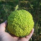 Jammas5 10 HEDGE APPLE Osage Orange Horse Apple Monkey Ball Maclura Pomifera Tree SEEDS