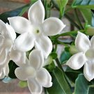 Jammas5 10 MADAGASCAR JASMINE Vine Stephanotis Floribunda Houseplant White Flower Seeds