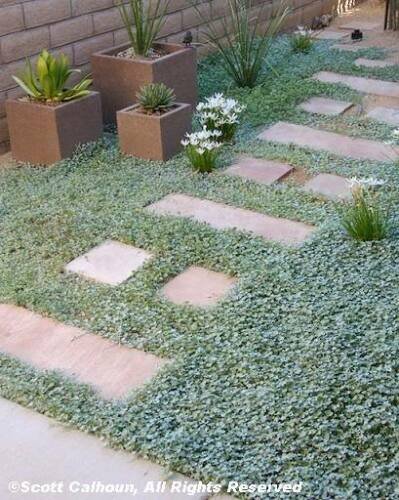 Jammas5 1000 DICHONDRA Repens aka Lawn Leaf Flower Evergreen Ground Cover Seeds + Gift