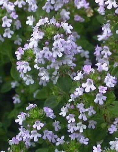 Jammas5 1000 LEMON THYME Thymus Citriodorus Herb Flower Seeds + Free Gift & Comb S/H