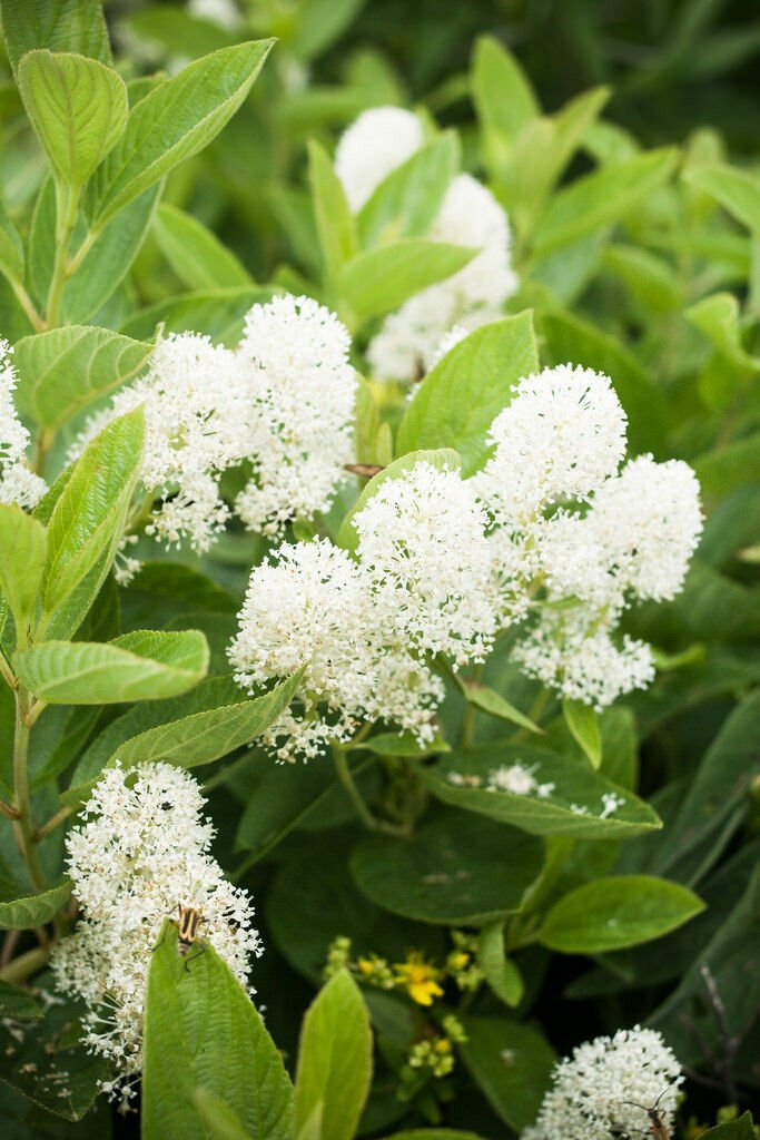 Jammas5 20 White NEW JERSEY TEA Hummingbird Flower Ceanothus Americanus Shrub Seeds