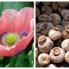 Jammas5 1000 POPPY " THE GIANT " Papaver Giganteum Pink & Purple Huge Pods Flower Seeds