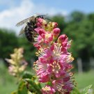 Jammas5 20 Pink SUMMERSWEET BUSH Clethra Alnifolia Rosea Fragrant Flower Shrub Seeds