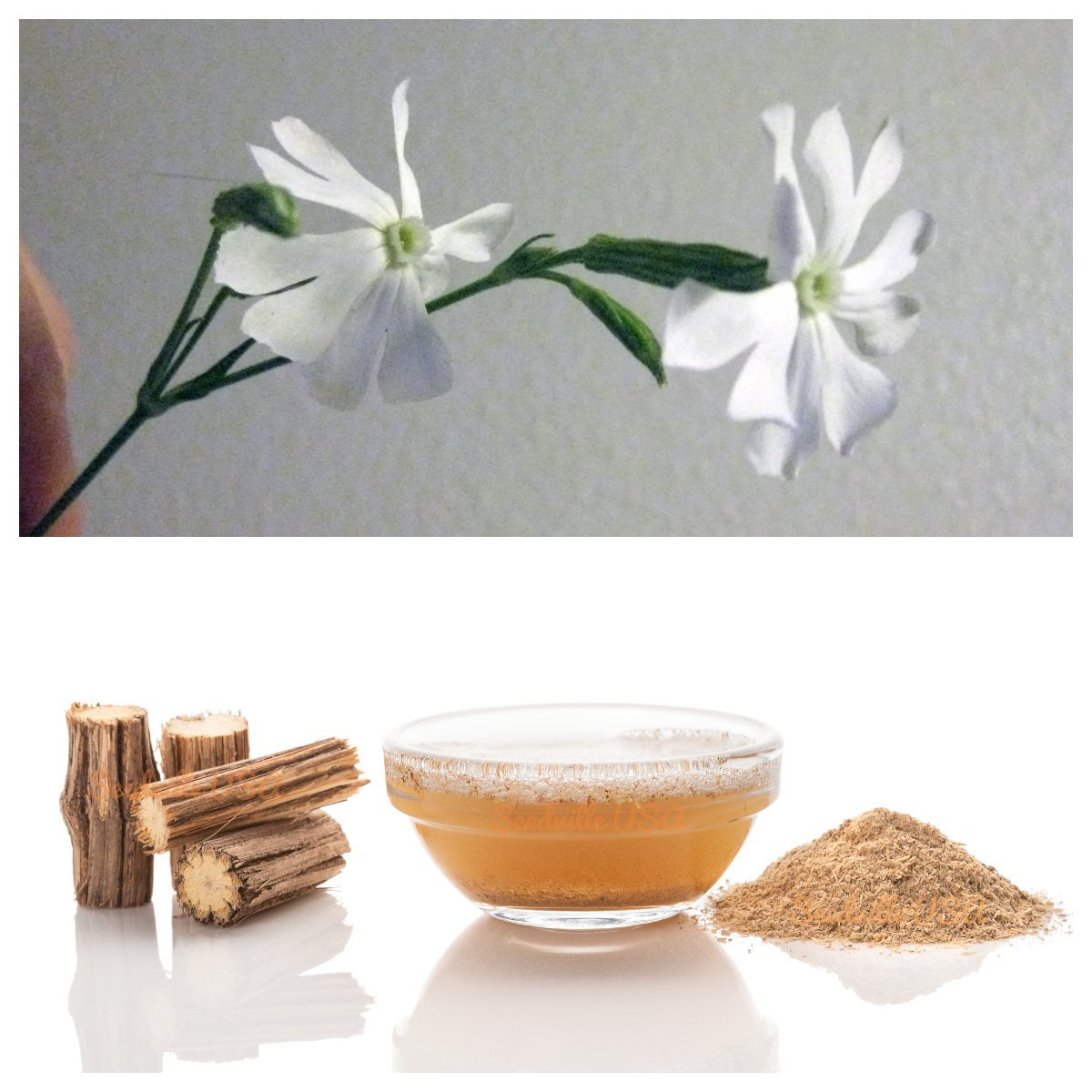 Jammas5 10 AFRICAN DREAM ROOT Silene Undulata Xhosa Herb White Ways Campion Flower Seeds