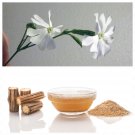 Jammas5 10 AFRICAN DREAM ROOT Silene Undulata Xhosa Herb White Ways Campion Flower Seeds