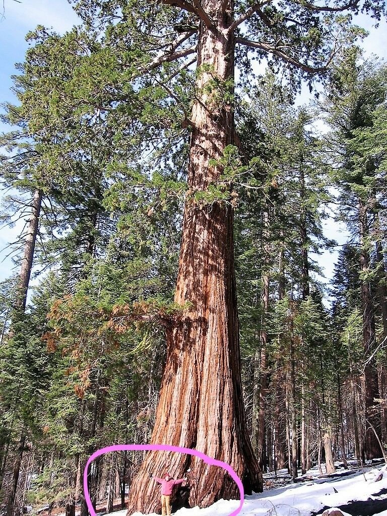 Jammas5 40 GIANT SEQUOIA Sequoiadendron Giganteum Sierra Redwood Tree Seeds * Flat Ship