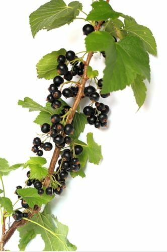Jammas5 20 GOLDEN CURRANT SHRUB Black Fruit Yellow Flower Ribes Chrysobotrya Aurea Seeds