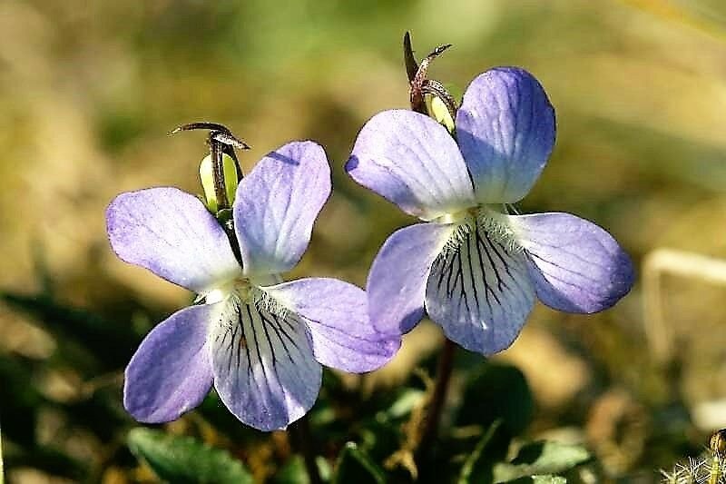 Jammas5 100 PRAIRIE VIOLET PURPLE VIOLA Coastal Larkspur Pedatifida Palmata Flower Seeds