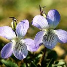 Jammas5 100 PRAIRIE VIOLET PURPLE VIOLA Coastal Larkspur Pedatifida Palmata Flower Seeds